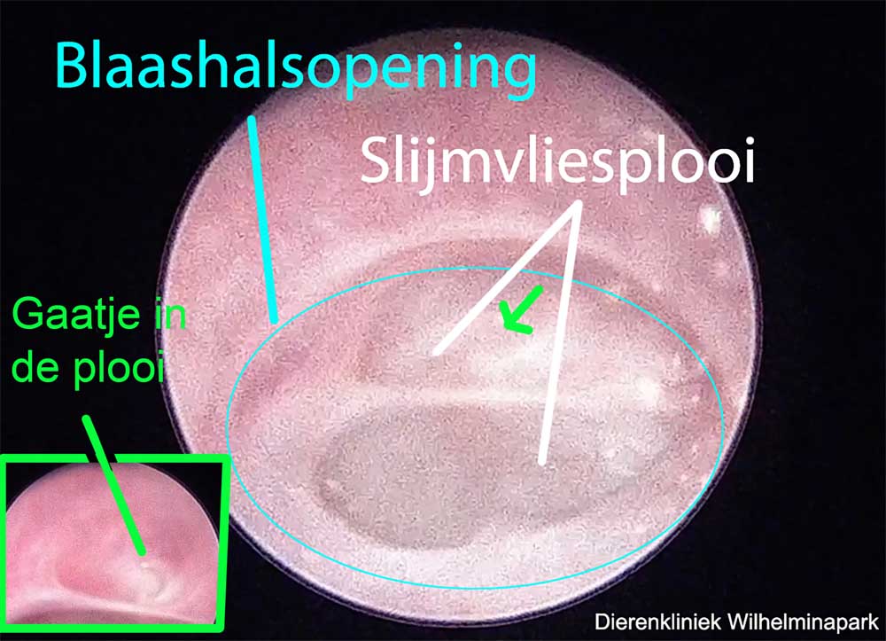 De blaashals opening heeft een slijmvliesplooi